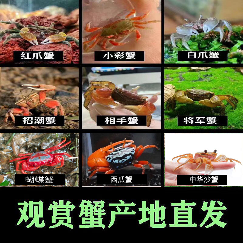 Пара арбузных крабов, краб-отшельник, декоративный краб, живой питомец, красочный маленький краб, дикий интернет-знаменитость, милый питомец