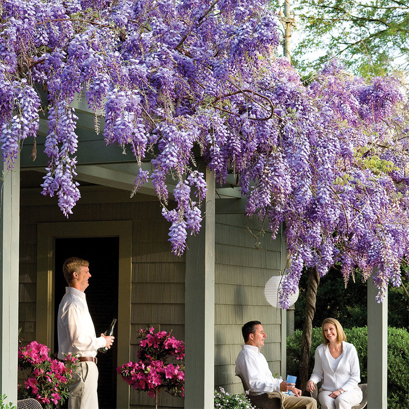 Wisteria Saplings, Climbing Vines, Courtyard Walls, Four-Season Flowering Potted Flower Seedlings, Green Plants, Florals, Vines, Purple Wisteria