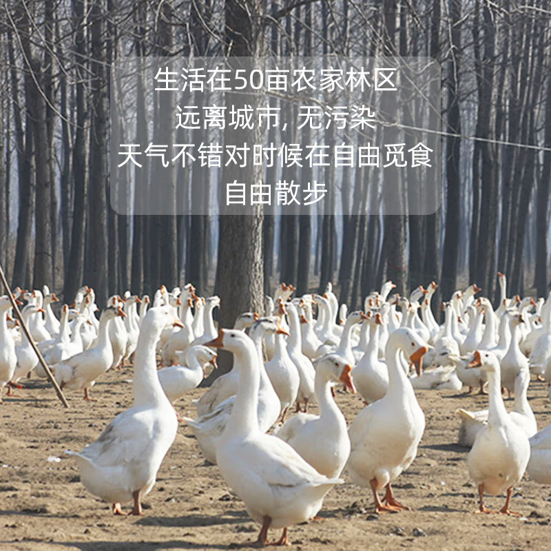 Fresh Farm-Raised Free-Range Goose Eggs, Authentic Specialty, Freshly Picked and Shipped, 12 Large Selected Goose Eggs