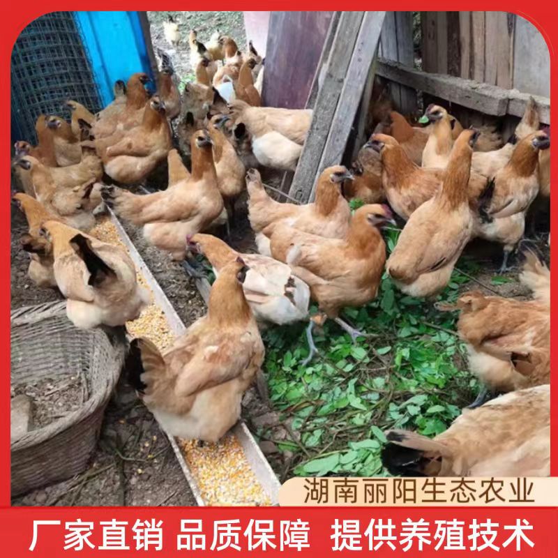 Прямые продажи с завода, живые цыплята черно-костлявой курицы с желтыми перьями, местные саженцы, курицы, сельские свободно гуляющие куры, легко содержать и разводить