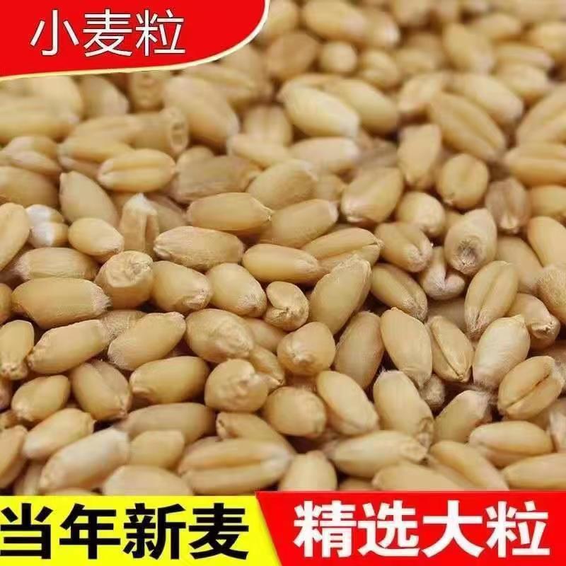 Новое сезонное пшено с кожурой, подходит для пивоварения, проращивания, оптовые зерновые сырьё в наличии, пшено из Хэнань