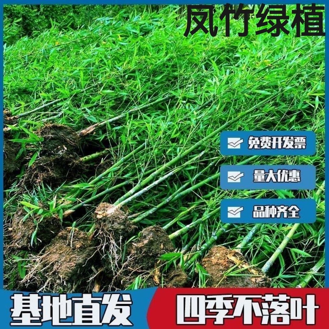 Саженцы бамбука, декоративные растения в горшках, устойчивые к холоду и засухе, уличный золотой бамбук, бамбук с золотой инкрустацией, бамбук Архат на все сезоны