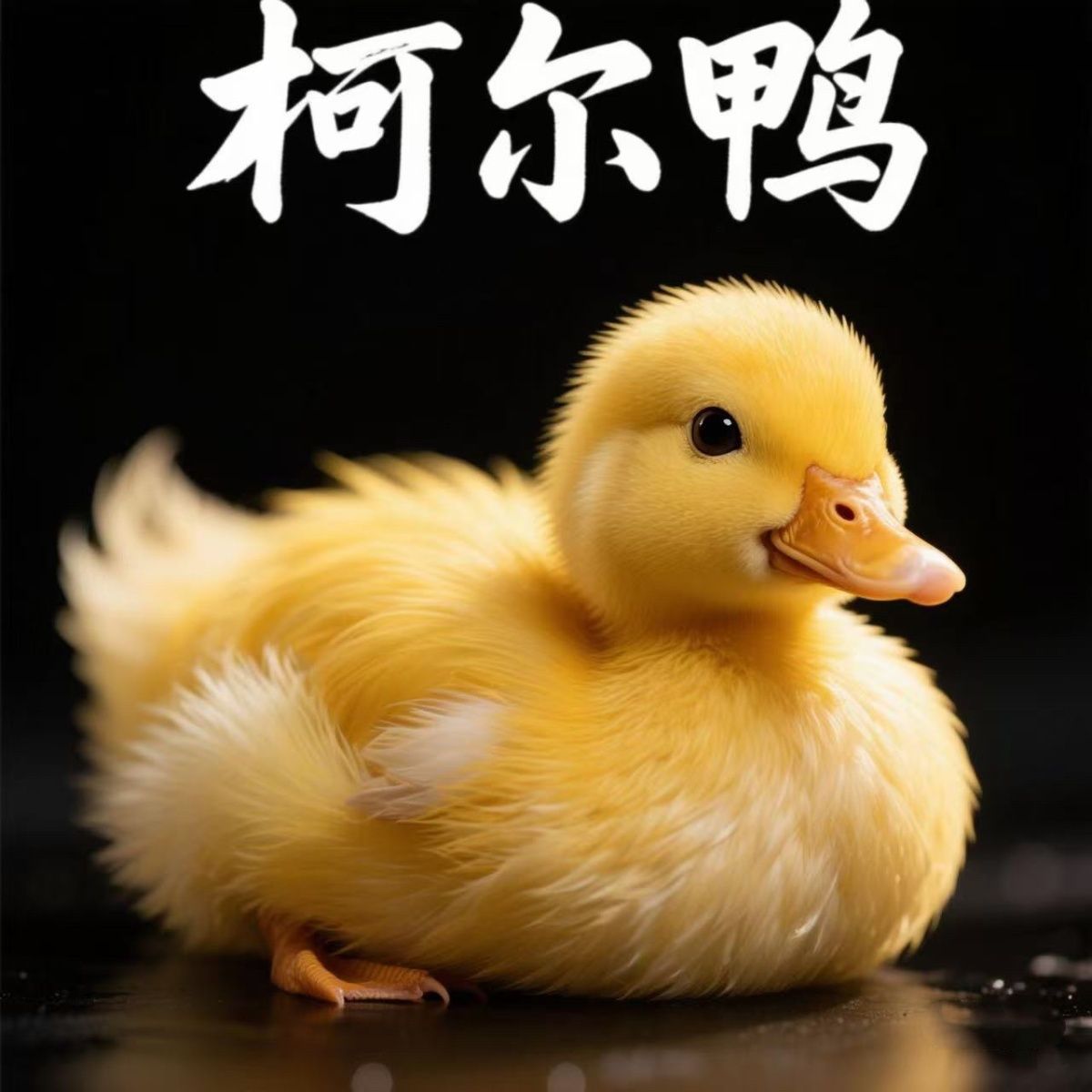 Cole Duck Pet Duck Cute Authentic Cole Live Cuddly Obedient Duck Internet Celebrity Baby Follows People Duck