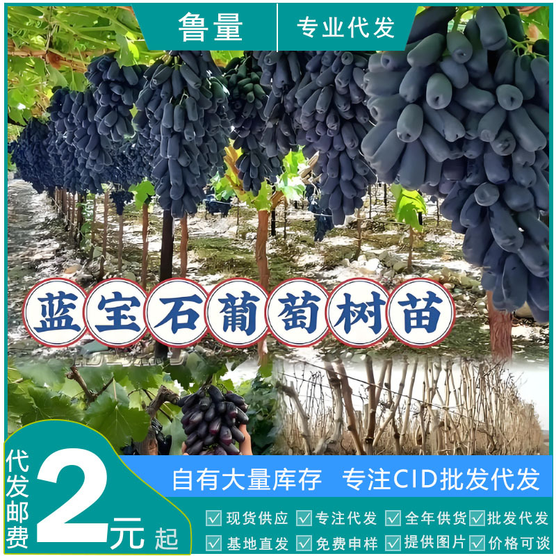 Direct Shipment from the Source Base Cid Specializes in Sapphire Sunshine Rose Kyoho Grape Saplings Potted and Ground Planting