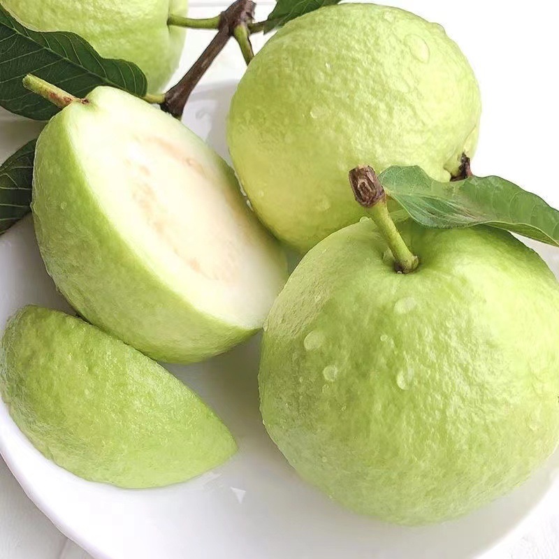 Fujian Zhangzhou White Heart Guava Crispy Sweet Guava Fruit Fresh Seasonal Pearl White Flesh Tubale Fruit Free Shipping