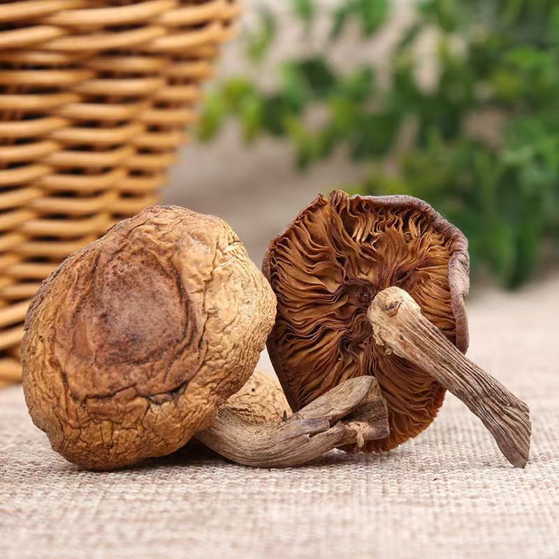 Hazel Mushroom Northeast Specialty Wholesale Dry Hazel Mushroom Chicken Stewed Mushroom Ingredients Gift Agricultural Products Hazel Mushroom Ding Native Specialty