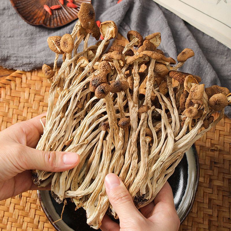 不开伞干茶树菇农家新鲜采摘古田茶树菇500g香菇菌菇煲汤食材批发