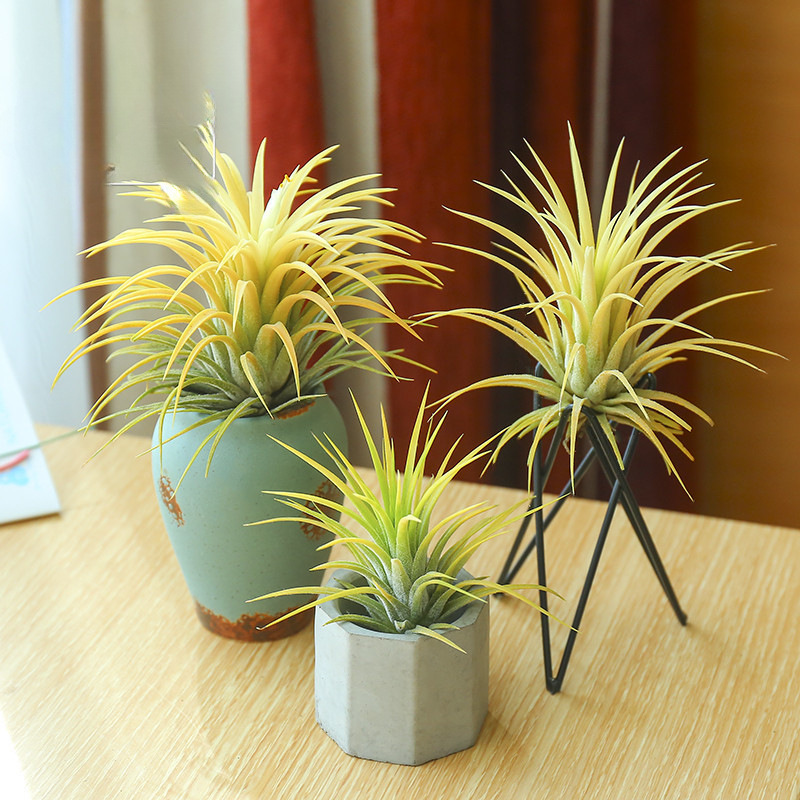 Air Pineapple Soilless Plant Flowering Period Elf with Color Limited Time Sale Free Shipping Green Plant Potted Flowers and Plants Aliexpress