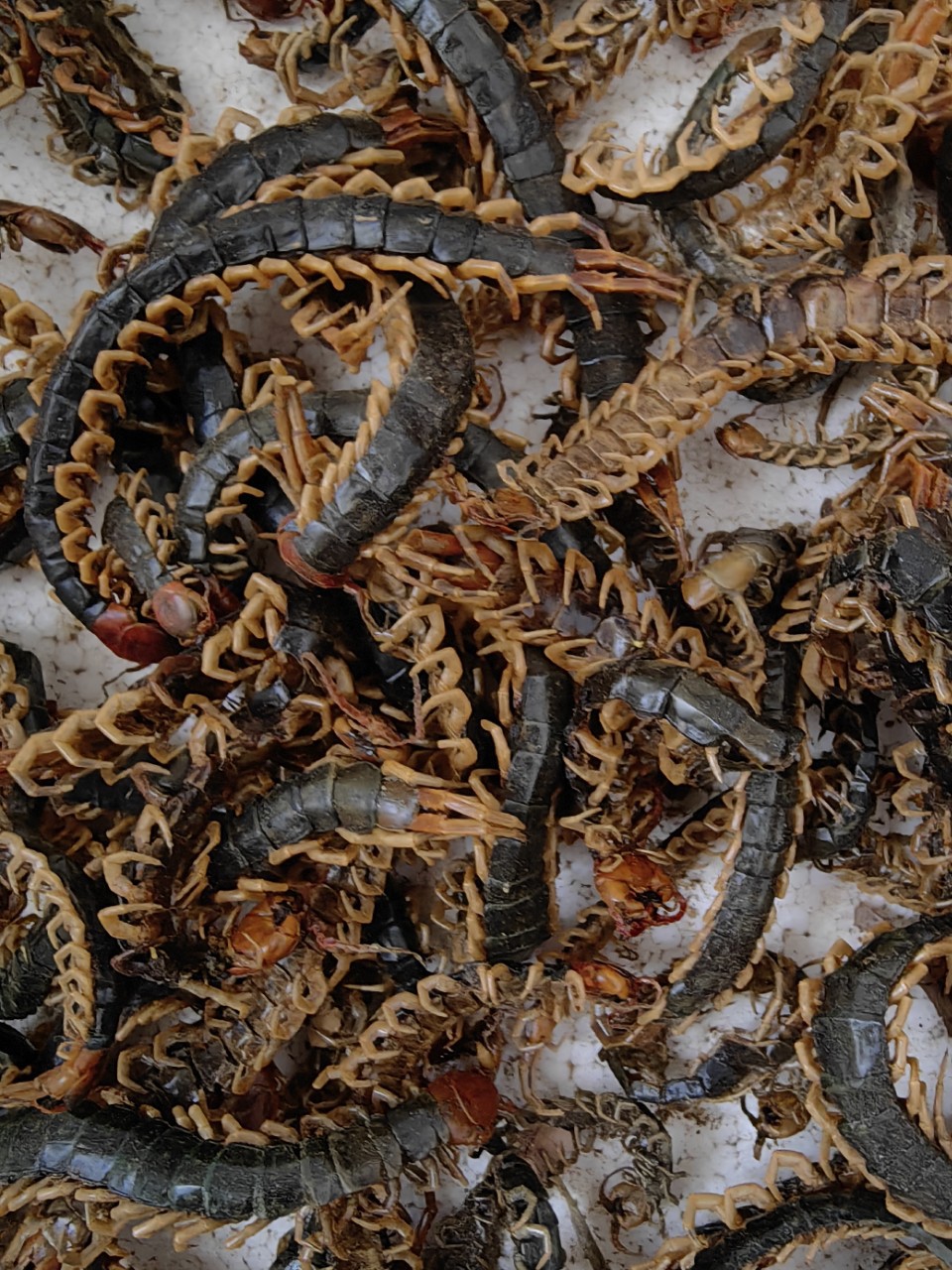 Centipede Medicinal Materials, Dried Centipedes, Red-Headed Centipede Meat, Centipedes Without Bamboo Skewers 8- 22cm Free Shipping Scorpions