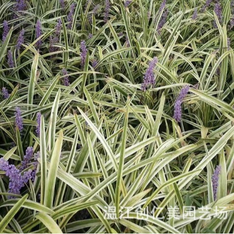 Golden-Edged Broad-Leaf Ophiopogon Japonicus, Golden-Leaf Calamus, Silver-Thread Grass, Silver-Edged Grass, Large Quantities Available at Favorable Prices