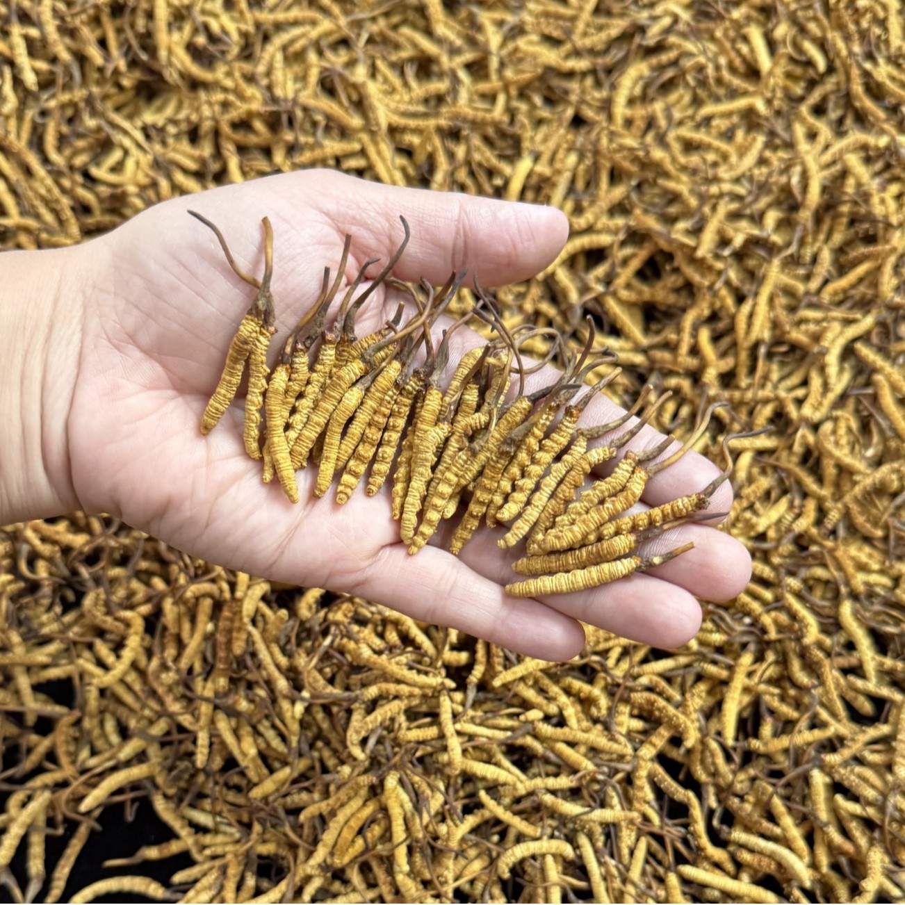 Xizang Nqur Cordyceps from High Altitudes, Fully Dried Cordyceps, Whole Goods, No Broken Cordyceps, Wholesale in Stock, Recruiting Agents