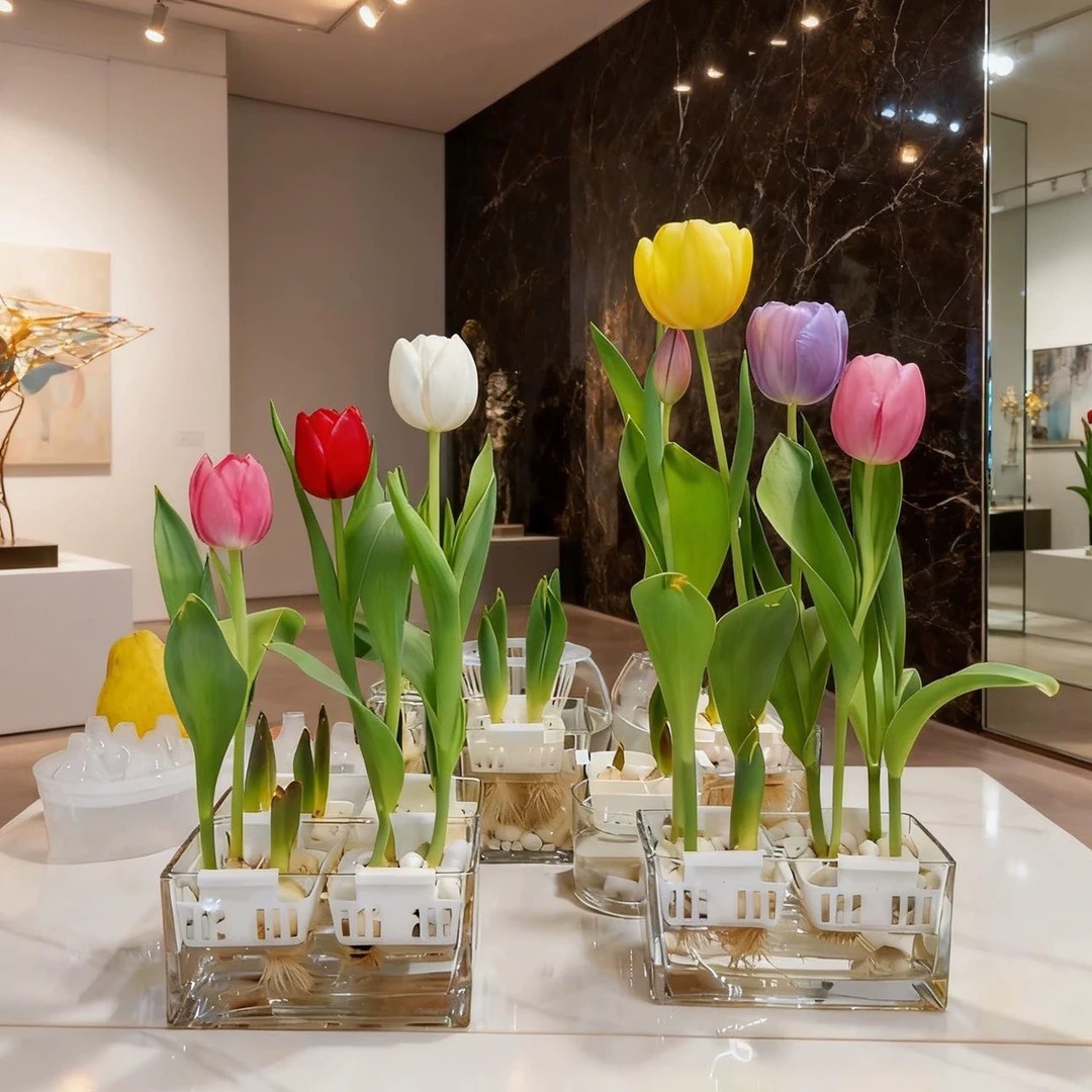 Tulip Bulbs Hydroponic Flower Planting Basket Indoor Four-Season Seed Potted Plant Flower Seedling Soil Culture Water Culture Easy to Grow