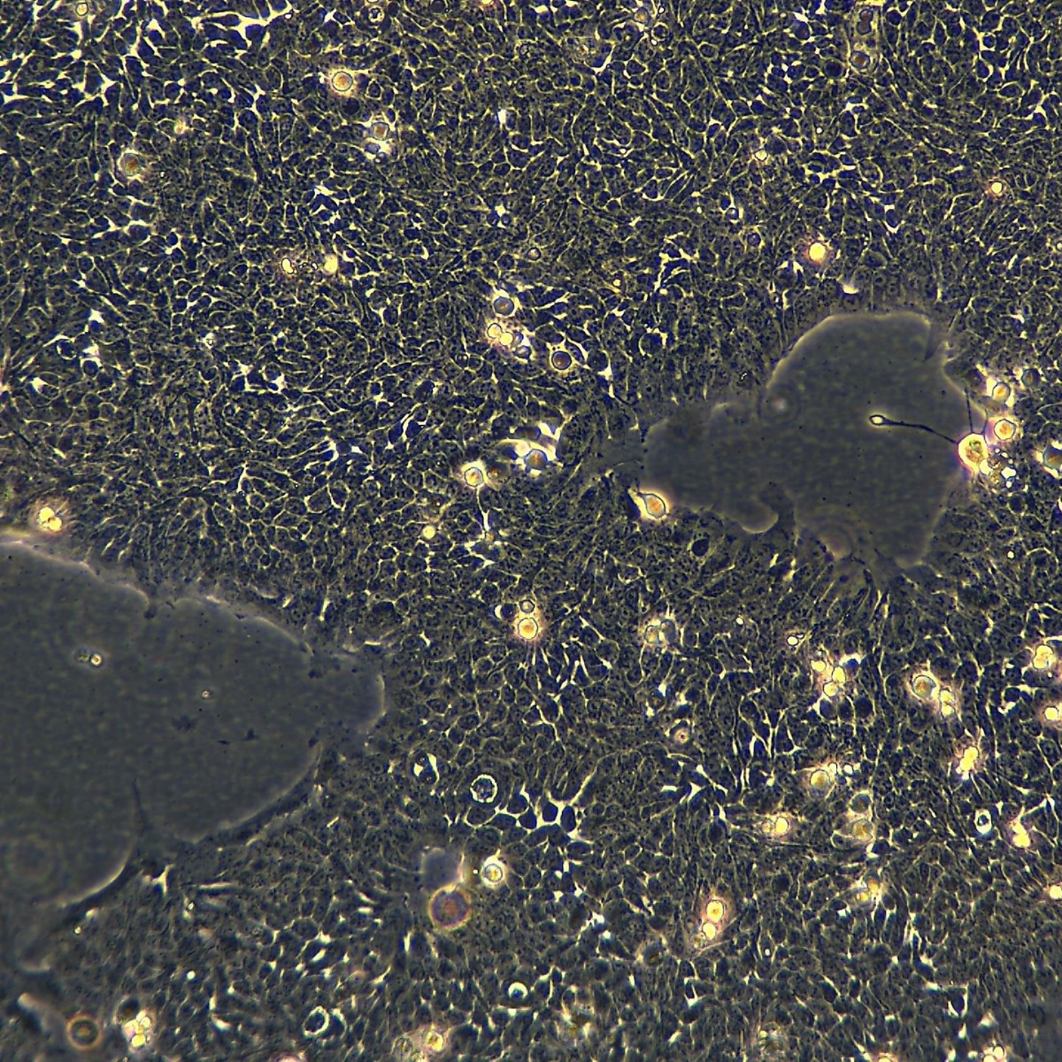 Meisen Ctcc Meisen оральный плоскоклеточный штам, устойчивый к паклитакселу Wsu-Hn30/Taxol