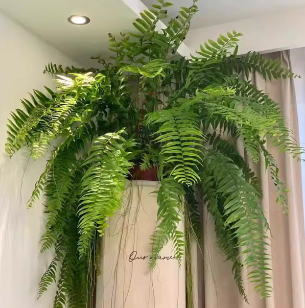 Бостонский папоротник, большой горшок, длиннолистный подвесной папоротник, комнатное растение, тропическое зеленое растение, папоротник для потолка