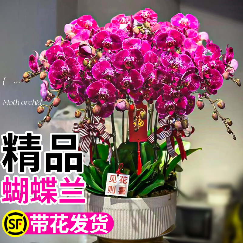 Фаленопсис в горшке с цветами, изысканная орхидея, большие цветы, цветет зимой, для гостиной, комнатные зеленые растения, цветы, хорошо подходят для ухода за саженцами
