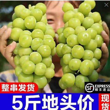 Sunshine Rose Grape Qingwang Fresh Seasonal Fruit