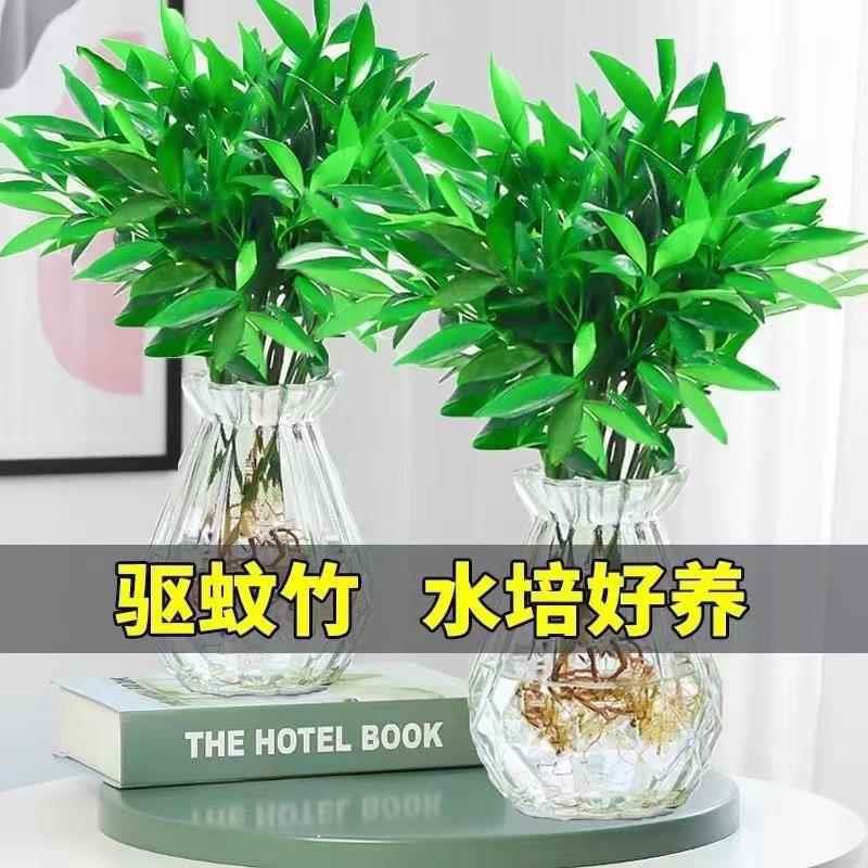 Mosquito Repellent Bamboo and Cypress Potted Hydroponic New Favorite Anti-Mosquito Plant Repellent Insect Repellent Green Plant Indoor Living Room Bedroom Evergreen All Year Round