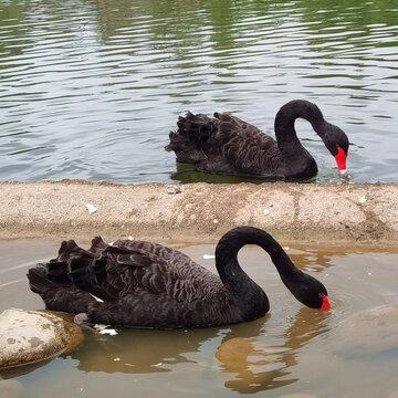 High-Quality Black Swan Chicks, Live Young Purebred Black Swan Seedlings, High Survival Rate, Batch Wholesale, Video Support