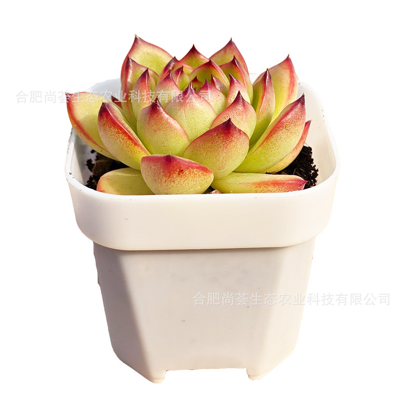 Succulent Plants Wholesale with Pots Green Plants Succulent Small Potted Plants Kindergarten Small Gifts Prizes Promotional Event Gifts