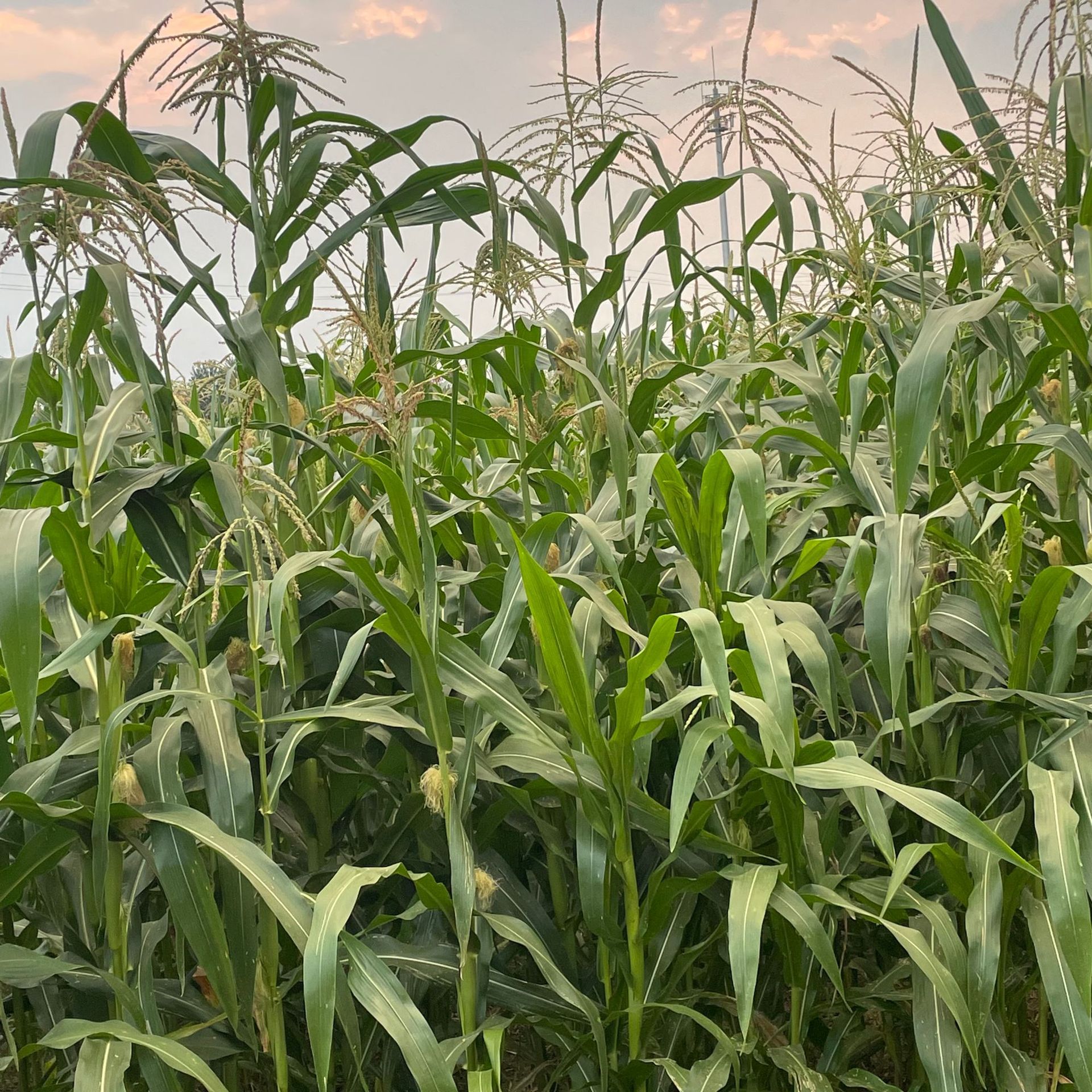 The Manufacturer Supplies Popular Mini Corn Hamster Molar Sticks, Corn Golden Bears, Rabbits, Chinchillas, Molar Corn