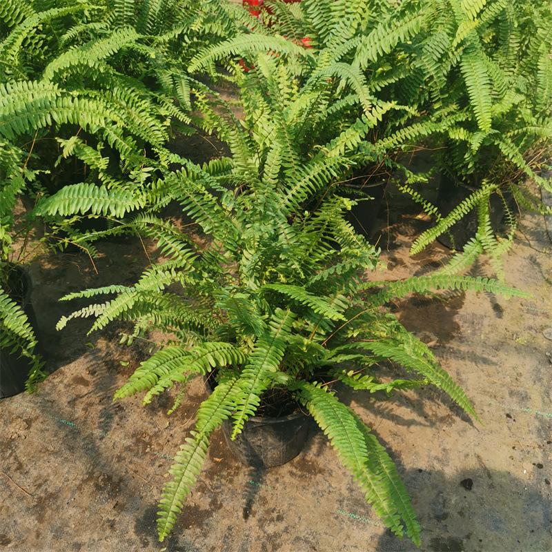 Горшечная папоротник с зелеными теневыносливыми растениями для всех сезонов, подходит для цветников и балконов