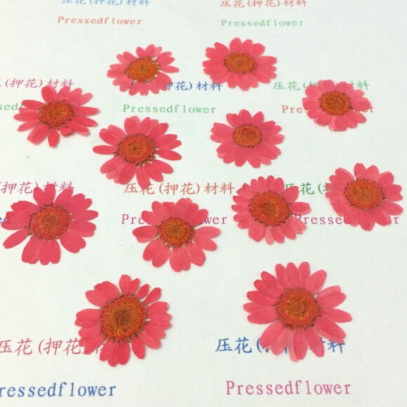 White Crystal Chrysanthemum Sunflower Daisy Large Wholesale Dried Flower Drops of Glue Dried Flower Factory Baffer Mobile Phone Shell Dried Flower