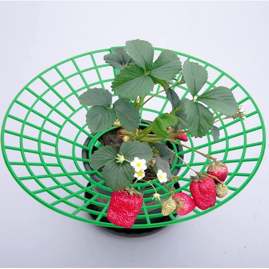Strawberry Stand Strawberry Seedling Planting Rack Home Planting Strawberry Tray Rack Gardening Supplies Garden Plant Planting Rack