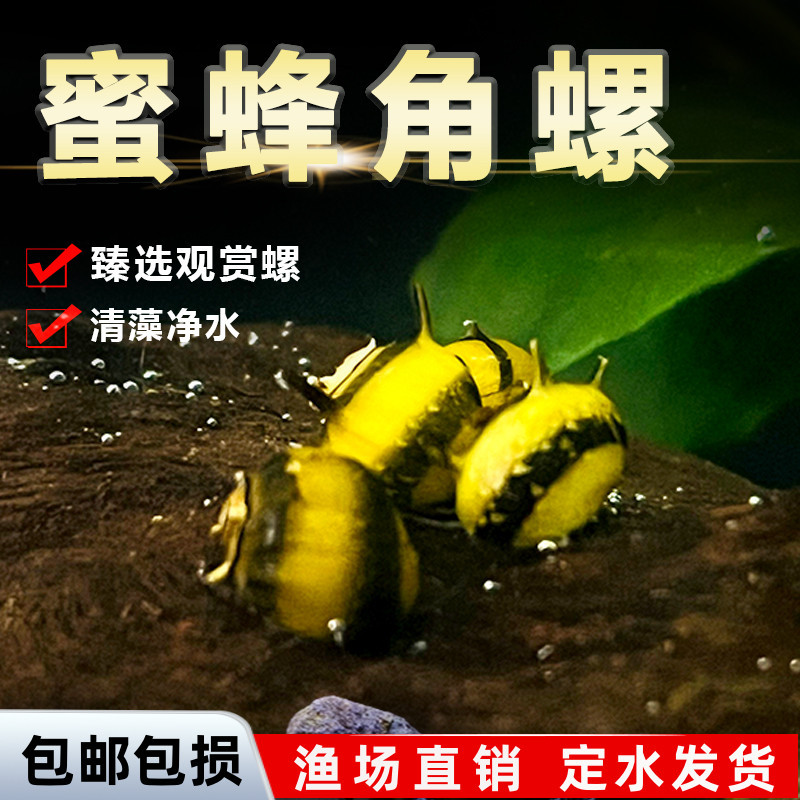 Улитка Бихорн, декоративная улитка, яблочная улитка, черный алмаз, яйцо, загадочная золотая зебра, инструмент для очистки от водорослей