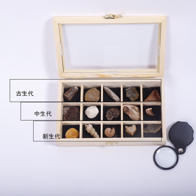 Ancient fossils understand the history of life gift box animal teeth chrysanthemum fossil specimen popular science collection gift box