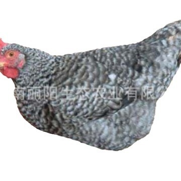 The Hatchery Factory Wholesales Live Large Black Reed Chicken Chicks and White Reed Chicken Chicks, Golden Reed Egg Chicken Chicks