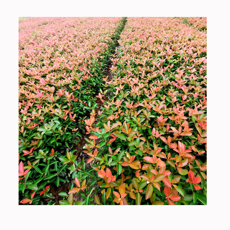 Red Leaf Briar Seedlings, Red Leaf Briar Saplings, Ground Seedlings, Courtyard Greening Seedlings, Farmers Are Sold