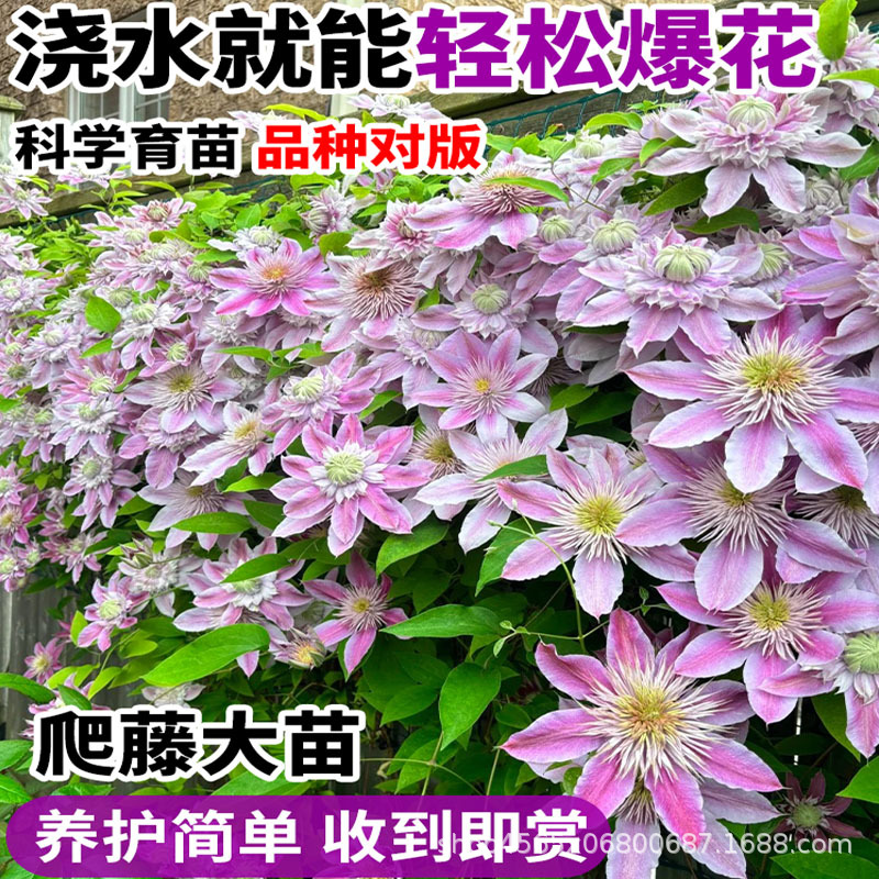 Clematis Seedlings Climbing Plants Courtyard Cold-Resistant Green Plants Potted Seedlings Utopia Silver Coins Balcony Four-Season Climbing Florals