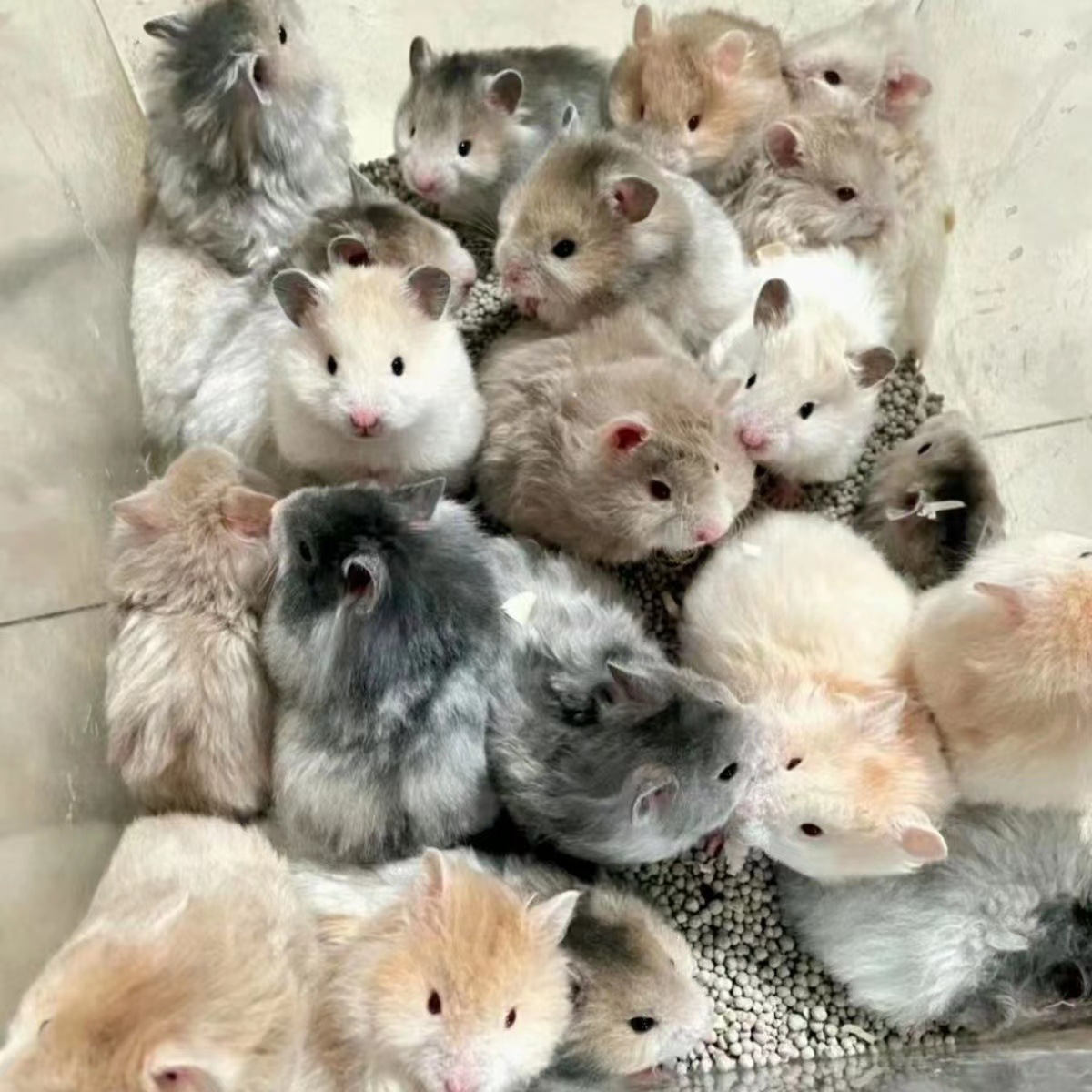 Golden Bear Transport Has Been Vaccinated and Sent to the Cage Dutch Rat Pet Rabbit