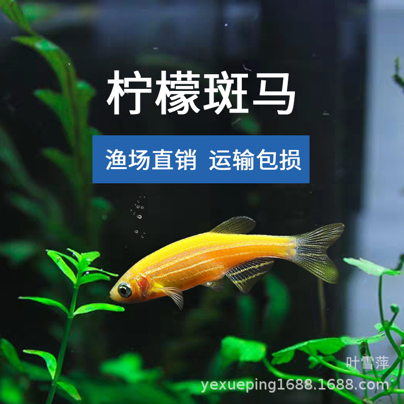 Lemon Zebrafish Live Fluorescent Zebrafish Tropical Fish Ornamental Fish Freshwater Fish Fishing Farm Special Price Live-resistant Good Raising
