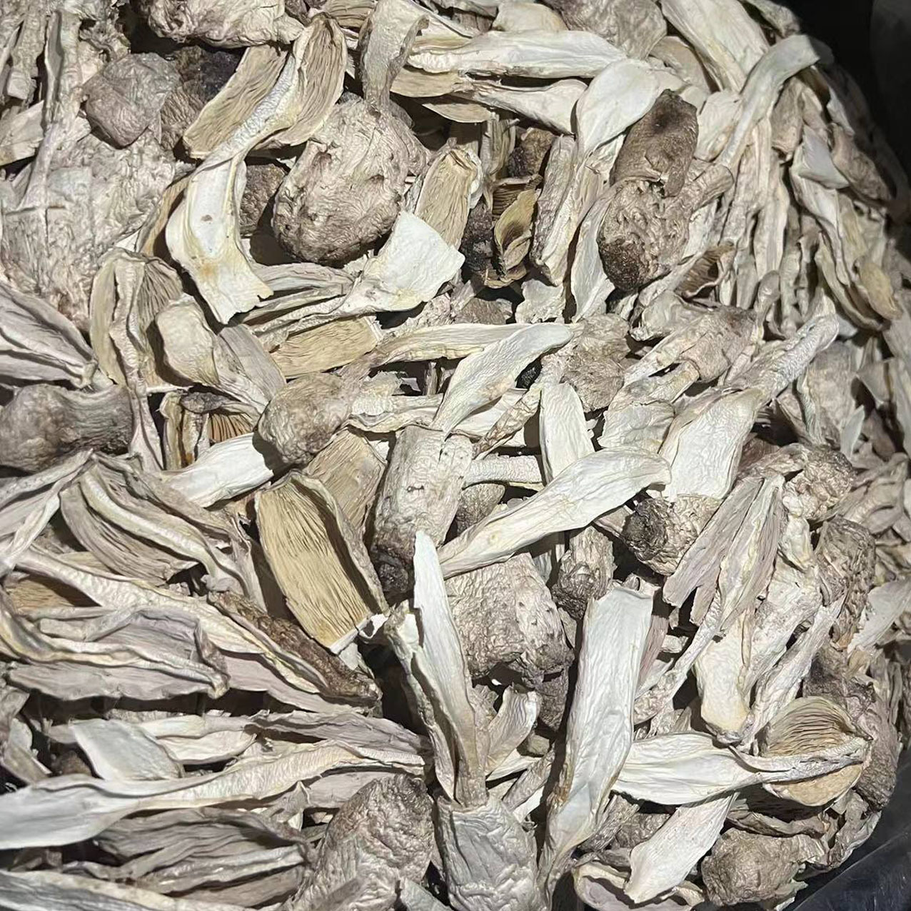 Gutian small chicken leg mushroom dry goods new product chicken leg mushroom wholesale delivery edible mushroom ingredients wholesale