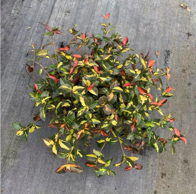 Flower and Leaf Trachelospermum Gold Trachelospermum 18cm Pot Colorful Leaf Trachelospermum Spider Plant Heat-Resistant and Cold-Resistant Florals