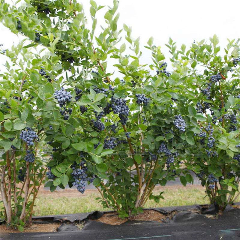 Blueberry Seedling Base Is in Stock. Four-Season Fruit Trees Are Planted in the North and South. Mist Rabbit Eye Extra Large Blueberry Seedlings with Fruit
