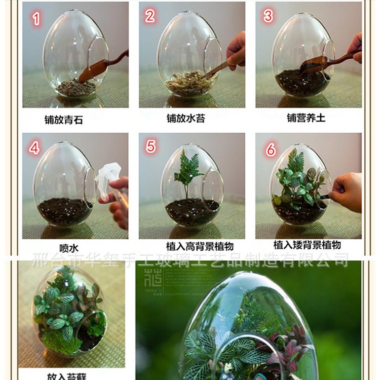 Micro-Landscape Ecological Bottle Egg-Shaped Succulent Plant Vase Moss Landscaping Bottle DIY Creative Ornaments Manufacturer Wholesale