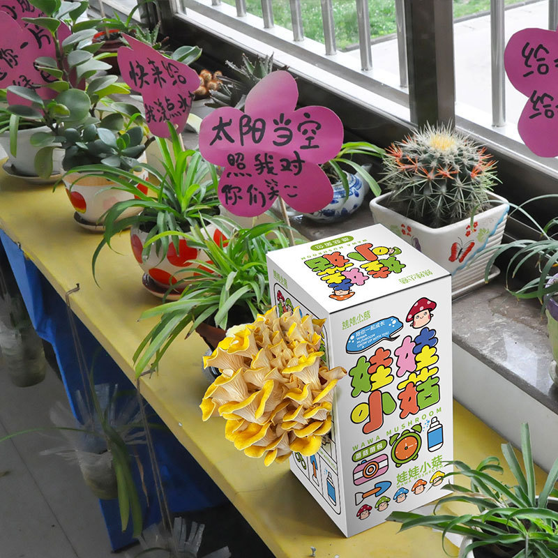 Pleurotus ostreatus mushroom bag strain edible bag mushroom planting mushroom bag balcony fun boxed children