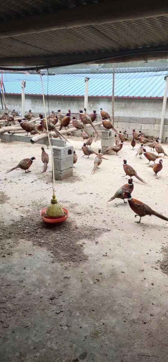 Freshly Slaughtered Colorful Mountain Chickens, Whole Chickens, Free-Range Chickens, Live Chickens