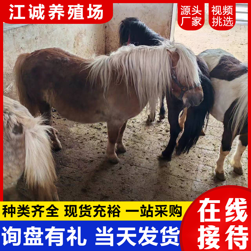 Посещение живописных мест, фотографирование, катание на взрослых карликовых лошадях, разведение мини-питомцев, маленькие лошади, специальные миниатюрные лошади