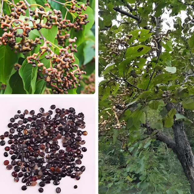 Freshly Harvested Jujube Seeds, Zhiqi Seeds, Chicken Claw Fruit, Golden Fruit, Pear, Chicken Claw Tree, Tall乔木 Tree