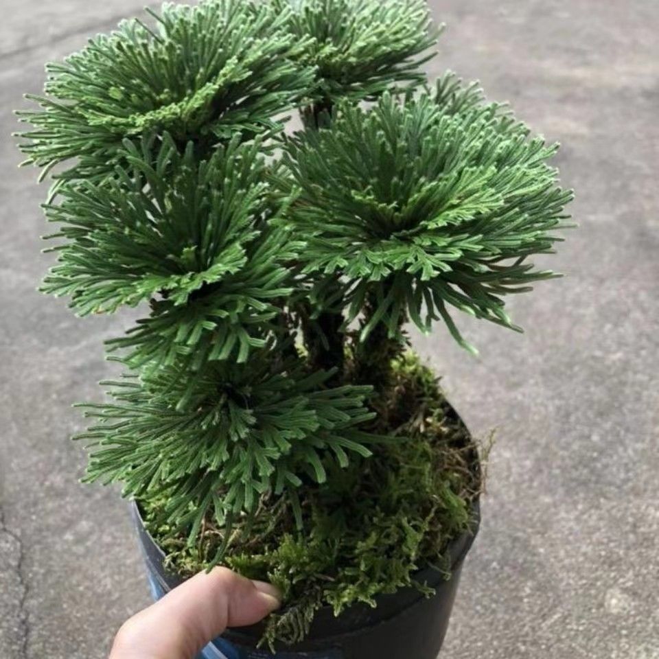 Platycladus Plant Green Potted Pure Nine-Death Resurrection Grass Indoor All-Season Evergreen Bonsai Small Leaf Wild Nine-Death Grass