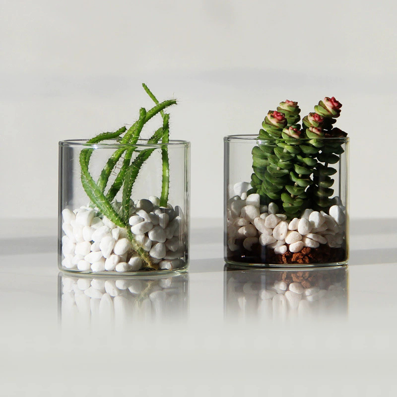 High Borosilicate Glass Hydroponic Plant Bottle Indoor Desktop Small Flower Pot Straight Art Flower Arrangement Vase Moss Ecological Bottle