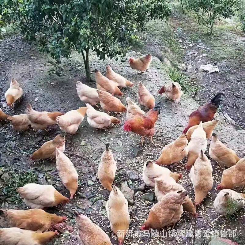 Wholesale Fresh Farm-Raised Free-Range Eggs, Grass Eggs, Stupid Eggs, Powdered Shell Eggs, Fresh Eggs, Wood-Fired Eggs, Cereal Eggs