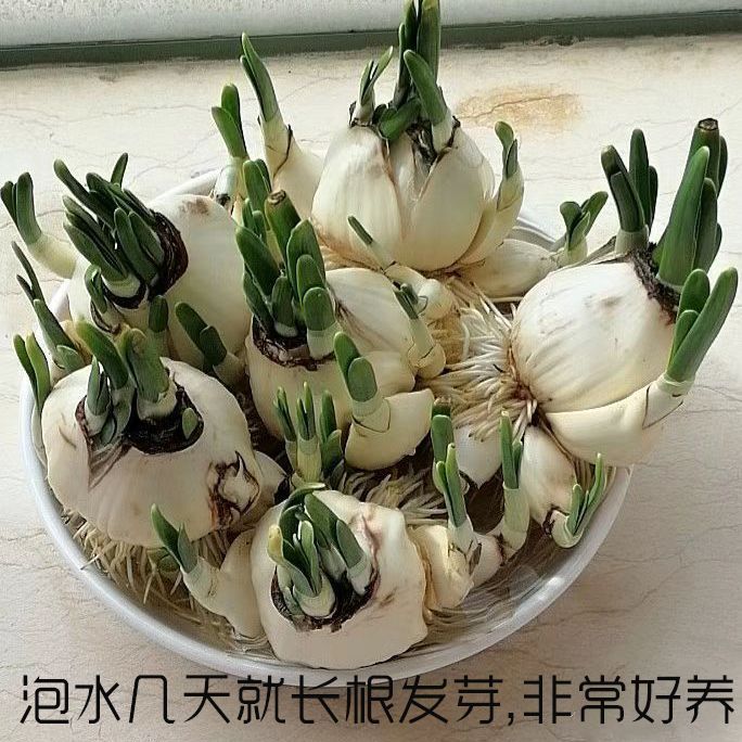 Domestic Zhangzhou Large Narcissus Hydroponics, Easy to Grow for Lazy People, Must-Have for Spring Festival, Strong Fragrance Indoor Desktop Zhangzhou Green Plants
