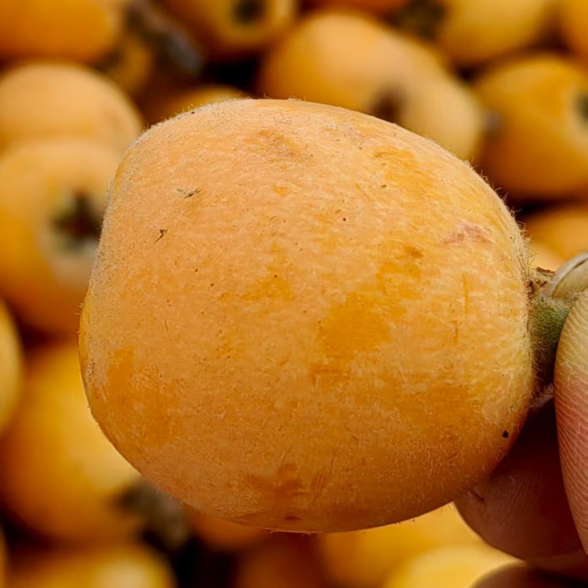 Yunnan Dafu Xing Loquat 2.5kg Large Fruits, Freshly Picked Seasonal High Mountain Loquat Fruit with Free Shipping from Yunnan High Mountains