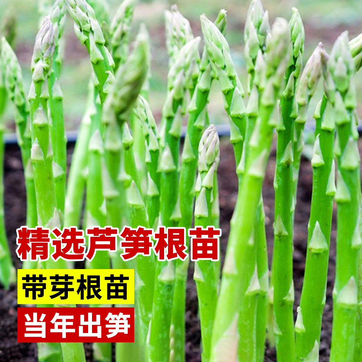 Freshly Dug Asparagus Root Seedlings, New Asparagus Seedlings for Planting in All Seasons, Vegetable Seedlings for Consumption, Garden Seedlings, Potted Asparagus Seeds