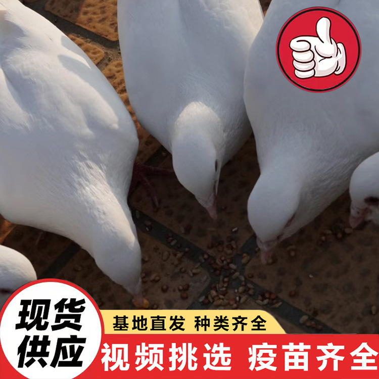 How Much Does an Adult White-Feathered King Pigeon Cost? Selling and Renting Various Pigeon Scenic Spots and Feeding Square Pigeon Projects