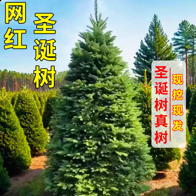 Real Christmas Tree Potted Real Tree Live Norway Spruce Real Nobeson Real Tree Pine Tree Christmas Green Planting